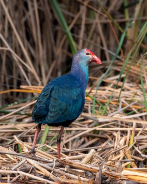 Hindistan 'ın Gujarat kentindeki Nalsarovar' da gri başlı bataklık (Porphyrio poliocephalus) gözlemlendi.
