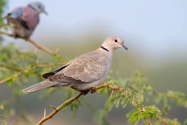 Eurasian Collared Dove Streptopelia Decaocto Observed Nalsarovar Gujarat India — Stock Photo, Image