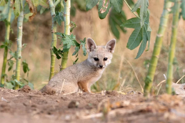 stock image Pups of Bengal fox (Vulpes bengalensis), also known as the Indian fox, observed near Nalsarovar in Gujarat, India