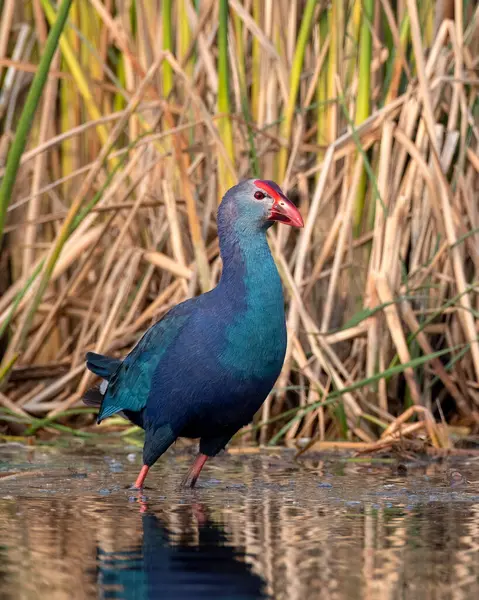 stock image Grey-headed swamphen (Porphyrio poliocephalus) observed in Nalsarovar in Gujarat, India