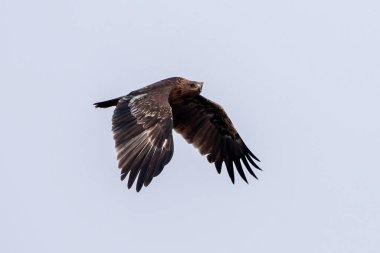 Daha büyük benekli kartal (Clanga clanga), Hindistan 'ın Gujarat kentinde Nalsarovar yakınlarında gözlemlenen benekli kartal olarak da bilinir.