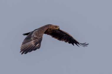 Daha büyük benekli kartal (Clanga clanga), Hindistan 'ın Gujarat kentinde Nalsarovar yakınlarında gözlemlenen benekli kartal olarak da bilinir.