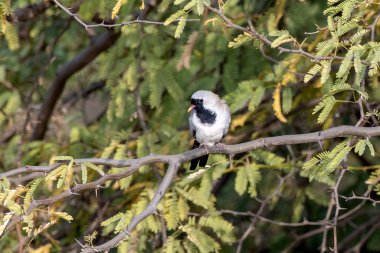 Namaqua güvercini (Oena capensis) Hindistan 'ın Gujarat kentinde Nalsarovar yakınlarında gözlemlendi.