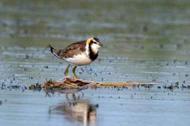 Hindistan 'ın Gujarat kentindeki Nalsarovar' da sülün kuyruklu jacana (Hydrophasianus chirurgus) gözlemlendi.