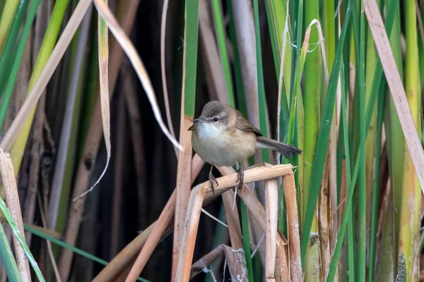 stock image Paddyfield warbler (Acrocephalus agricola) observed at Nalsarovar in Gujarat, India