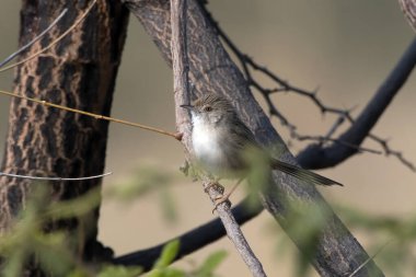 Narin prinia (Prinia lepida) Hindistan 'ın Gujarat kentinde Nalsarovar yakınlarında gözlemlendi.