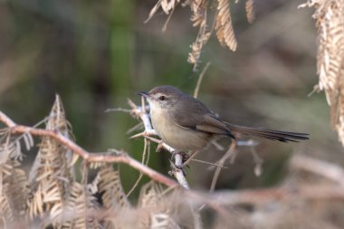 Prinia inornata (