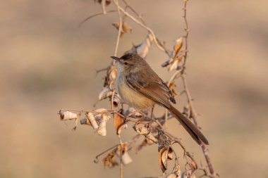 Prinia inornata (