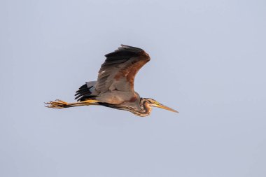 Hindistan 'ın Gujarat kentindeki Nalsarovar' da mor balıkçıl (Ardea purpurea) gözlemlendi.