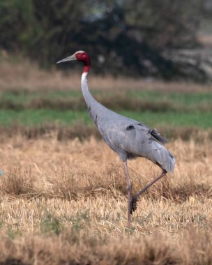 Sarus vinç (Antigone antigone), Hindistan 'ın Gujarat kentinde Nalsarovar yakınlarında büyük bir göçmen olmayan ve en uzun uçan kuş.