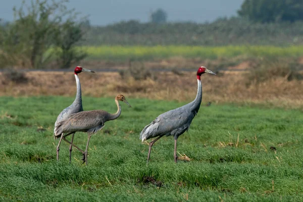 stock image Sarus crane (Antigone antigone), a large nonmigratory crane and tallest flying bird, observed near Nalsarovar in Gujarat, India