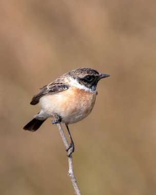 Hindistan 'ın Gujarat kentindeki Büyük Kutch Rannında Sibirya taş şapkası veya Asya taş şapkası (Saxicola maurus) gözlemlendi.