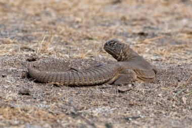 Saara hardwickii, genellikle Hardwicke 'in dikenli kuyruklu kertenkelesi ya da Hindistan' ın Gujarat kentinde Nalsarovar yakınlarında gözlemlenen Hint dikenli kertenkele olarak bilinir.