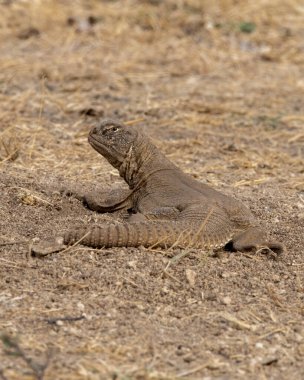 Saara hardwickii, genellikle Hardwicke 'in dikenli kuyruklu kertenkelesi ya da Hindistan' ın Gujarat kentinde Nalsarovar yakınlarında gözlemlenen Hint dikenli kertenkele olarak bilinir.