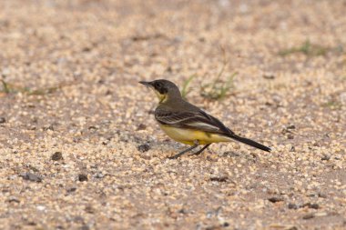 Hindistan 'ın Gujarat kentinde Nalsarovar yakınlarında batı sarı kuyruklu (Motacilla flava) gözlemlendi.