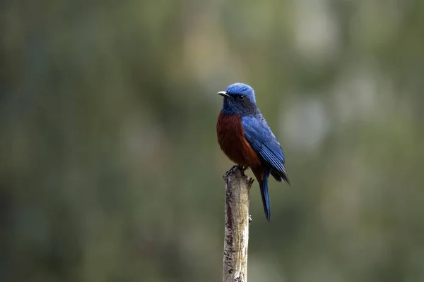 Chestnut Bellied Rock Thrush Monticola Rufiventris Observed Rongtong West Bengal — Stock Photo, Image