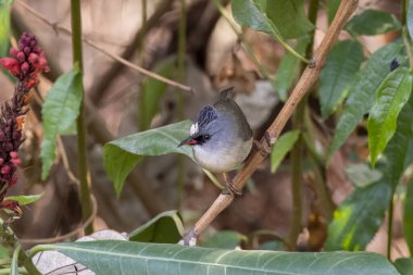 Siyah çeneli yuhina yuhina nigrimenta Batı Bengal, Hindistan 'da Latince gözlemlendi.