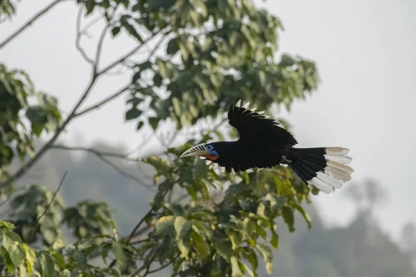Een Vrouwelijke Rufous Necked Hornbill Aceros Nipalensis Waargenomen Tijdens Vlucht — Stockfoto