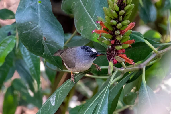 stock image Black-chinned yuhina Yuhina nigrimenta observed in Latpanchar in West Bengal, India