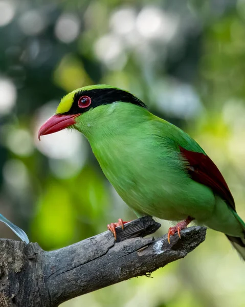 stock image Common green magpie (Cissa chinensis) observed in Latpanchar in West Bengal, India