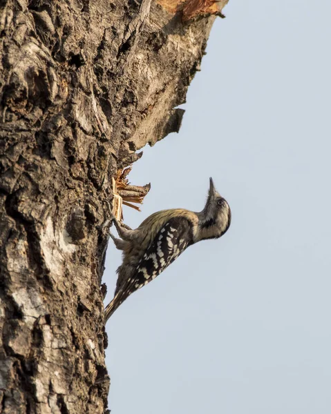 Fulvous Breasted Woodpecker Dendrocopos Macei Waargenomen Rongtong West Bengalen India — Stockfoto