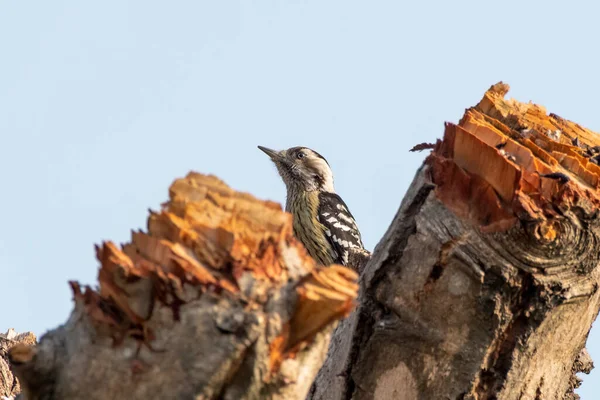Batı Bengal, Hindistan 'da Rongtong' da dolgun göğüslü ağaçkakan (Dendrocopos macei) gözlemlendi.