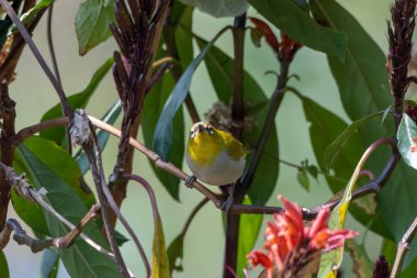 Hindistanlı beyaz göz (Zosterops palpebrosus), eski Doğu beyaz gözü, Batı Bengal, Hindistan 'da Latpanchar' da gözlemlenmiştir.
