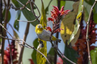 Hindistanlı beyaz göz (Zosterops palpebrosus), eski Doğu beyaz gözü, Batı Bengal, Hindistan 'da Latpanchar' da gözlemlenmiştir.