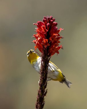 Hindistanlı beyaz göz (Zosterops palpebrosus), eski Doğu beyaz gözü, Batı Bengal, Hindistan 'da Latpanchar' da gözlemlenmiştir.
