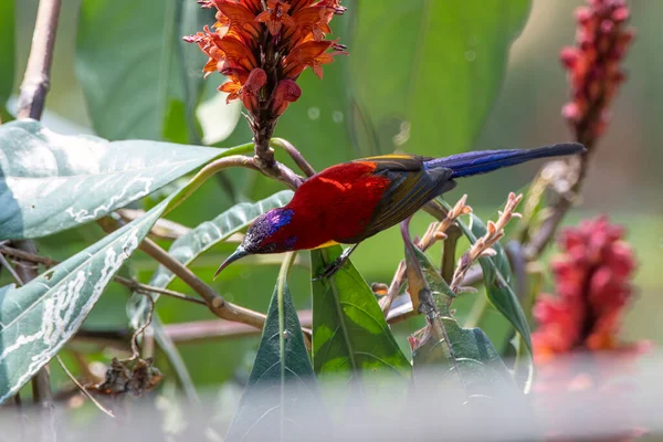 Bayan Gould 'un güneş kuşu (Aethopyga gouldiae) Batı Bengal, Hindistan' da Latpanchar 'da gözlemlendi.
