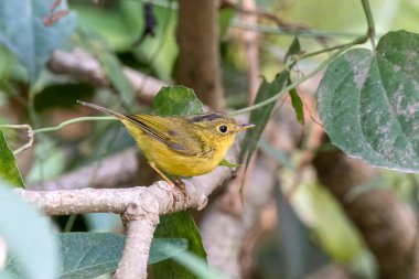 Whistler 'ın ötleğeni (Phylloscopus Whibleri), Hindistan' ın Batı Bengal kentinde Latpanchar 'da gözlemlenen bir yaprak ötleğeni türüdür.