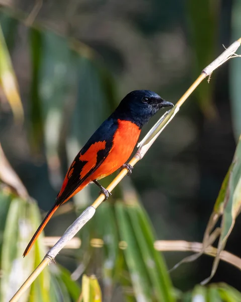 stock image Scarlet minivet (Pericrocotus speciosus) observed in Latpanchar in West Bengal, India