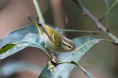 Kül gırtlak ötleğeni (Phylloscopus maculipennis), Hindistan 'ın başkenti Batı Bengal' de Latpanchar 'da gözlemlenen bir yaprak ötleğeni türü.