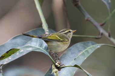 Kül gırtlak ötleğeni (Phylloscopus maculipennis), Hindistan 'ın başkenti Batı Bengal' de Latpanchar 'da gözlemlenen bir yaprak ötleğeni türü.