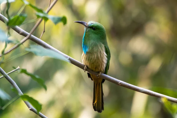 stock image Blue-bearded bee-eater (Nyctyornis athertoni) observed in Rongtong in West Bengal, India