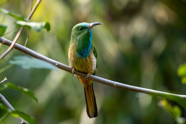 Batı Bengal, Hindistan 'da Rongtong' da mavi sakallı arı yiyici (Nyctyornis athertoni) gözlemlendi.