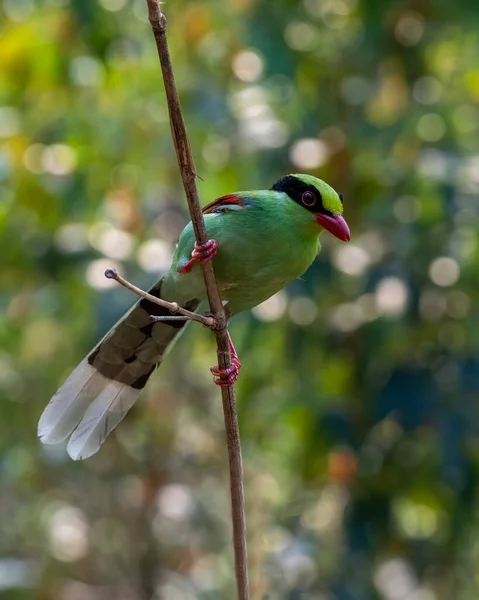 Обыкновенная Зелёная Сорока Cissa Chinensis Наблюдается Латпанчаре Западная Бенгалия Индия — стоковое фото