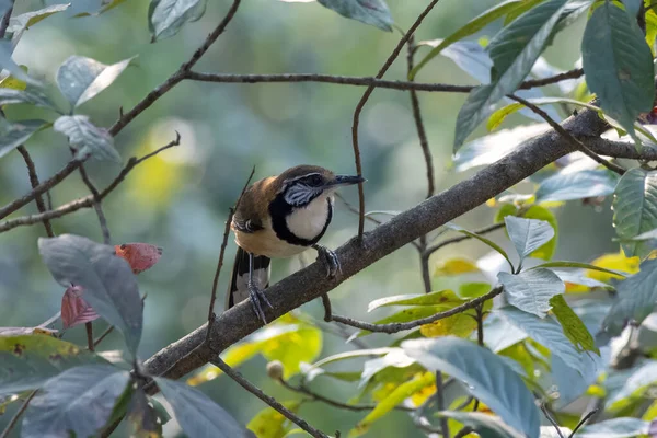Greater Necklaced Laughingthrush Pterorhinus Pectoralis Observed Rongtong West Bengal India — Stock Photo, Image