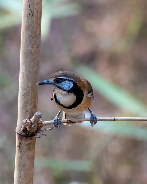 stock image Greater necklaced laughingthrush (Pterorhinus pectoralis) observed in Rongtong in West Bengal, India