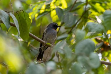 Hindistan, Batı Bengal 'de Rongtong' da erkek kuş kapanı (Ficedula strophiata) gözlemlendi.