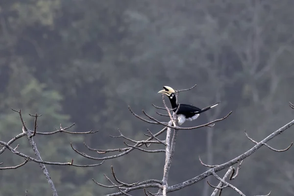 Oosterse Pied Hornbill Anthracoceros Albirostris Waargenomen Rongtong West Bengalen India — Stockfoto