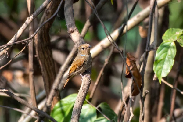 在印度西孟加拉邦Rongtong观察到的雌性金丝雀 Ficěa Strophiata — 图库照片