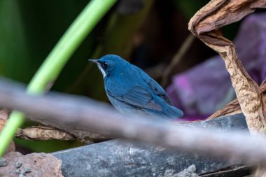 Sibirya mavisi robin (Larvivora siyane) Batı Bengal, Hindistan 'da Rongtong' da gözlemlendi.