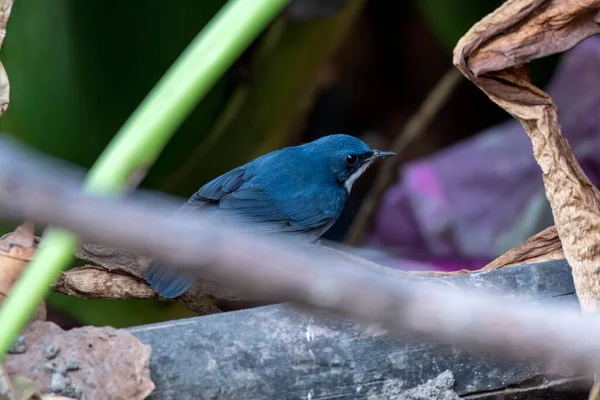 Robin Azul Siberiano Larvivora Cyane Observado Rongtong Bengala Ocidental Índia — Fotografia de Stock