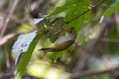 Beyaz karınlı erpornis (Erpornis zantholeuca) Batı Bengal, Hindistan 'da Rongtong' da gözlemlenmiştir.