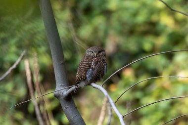 Batı Bengal, Hindistan 'da Rongtong' da Asya engelli baykuşu (Glaucidium cuculoides) gözlemlendi.