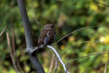 Batı Bengal, Hindistan 'da Rongtong' da Asya engelli baykuşu (Glaucidium cuculoides) gözlemlendi.