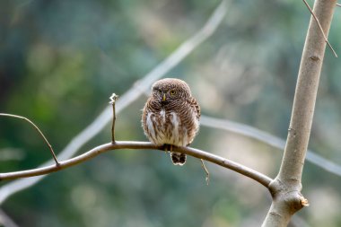 Batı Bengal, Hindistan 'da Rongtong' da Asya engelli baykuşu (Glaucidium cuculoides) gözlemlendi.