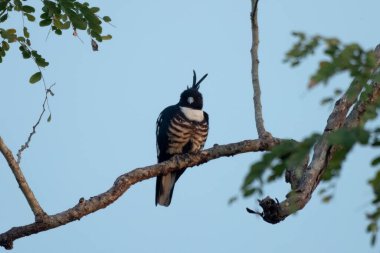 Batı Bengal, Hindistan 'da Rongtong' da küçük bir yırtıcı kuş olan Kara Baza (Aviceda leuphotes) gözlemlenmiştir.