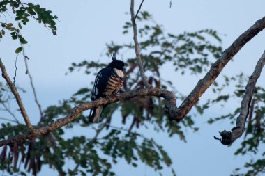 Batı Bengal, Hindistan 'da Rongtong' da küçük bir yırtıcı kuş olan Kara Baza (Aviceda leuphotes) gözlemlenmiştir.